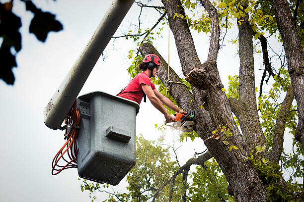 Professional Tree Services in Prunedale, CA